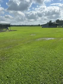 May be an image of water hyacinth and grass